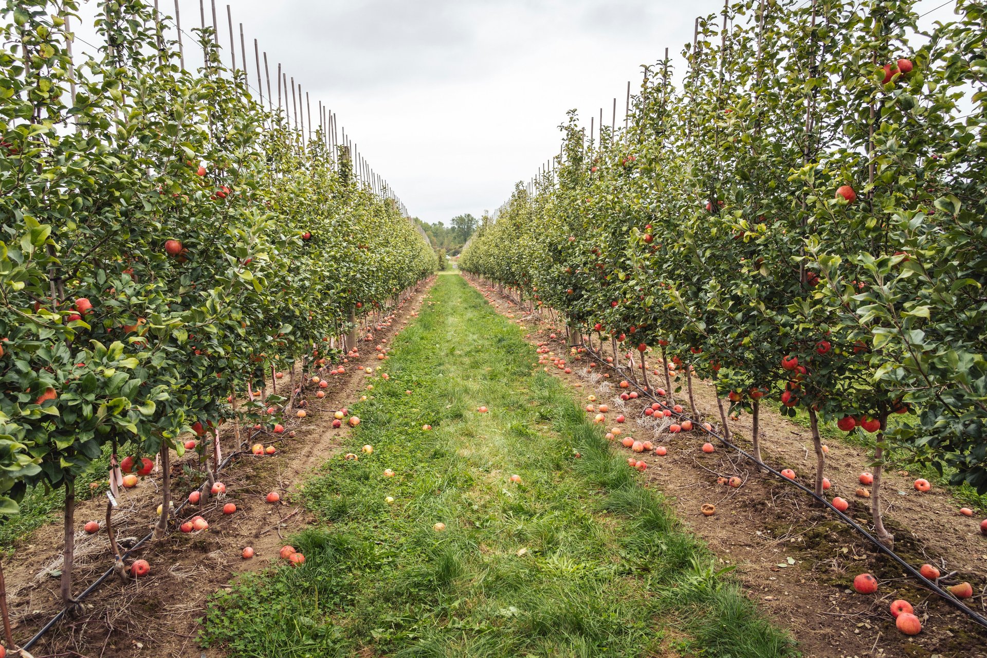 The 300-year-old apples making a comeback