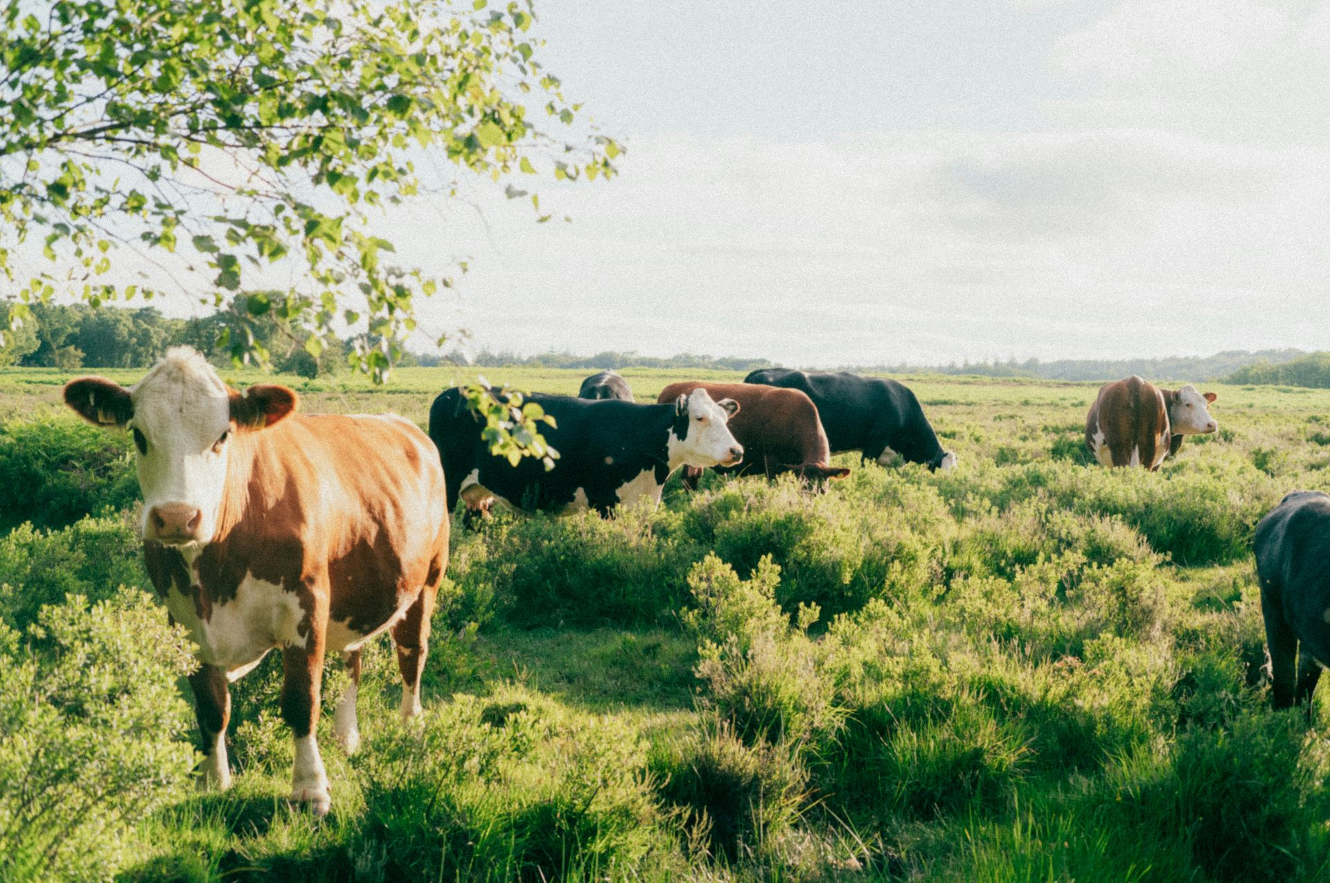 Cows may be smarter than we think