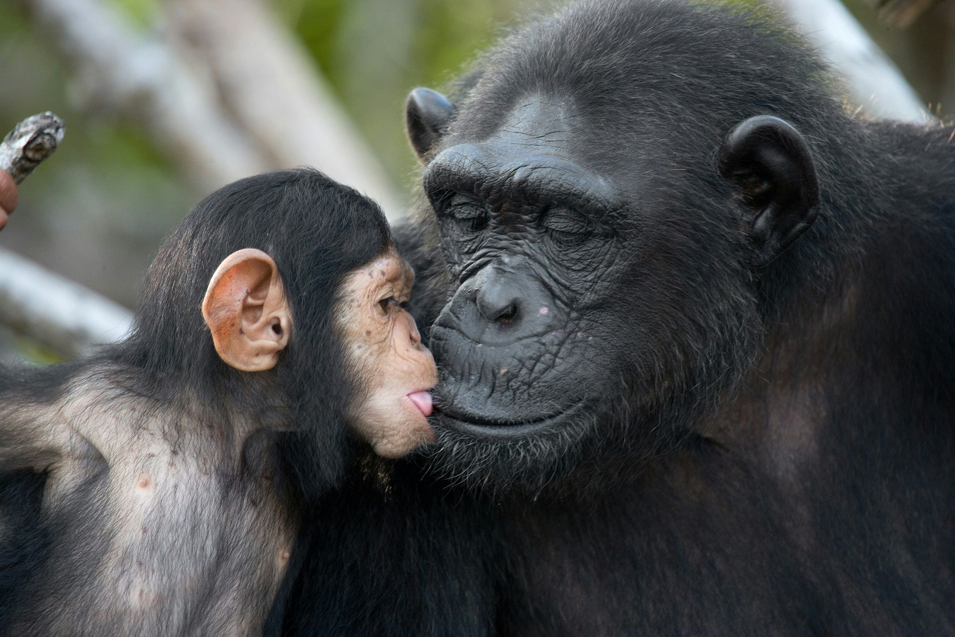 Do monkeys have pets too?