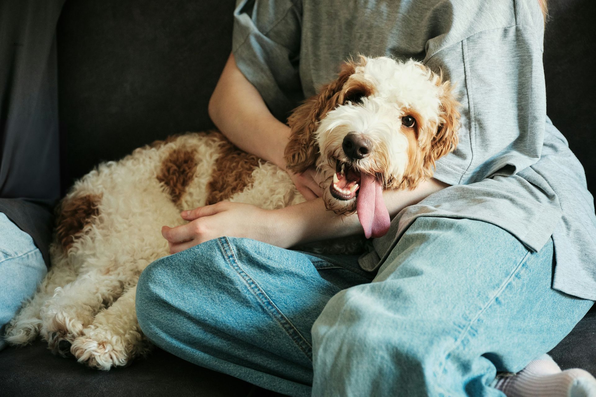 The California town where dogs escape the fireworks