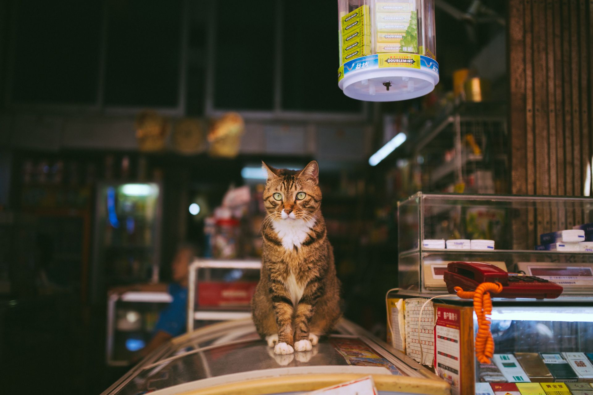 Hardware store cats have become celebrities