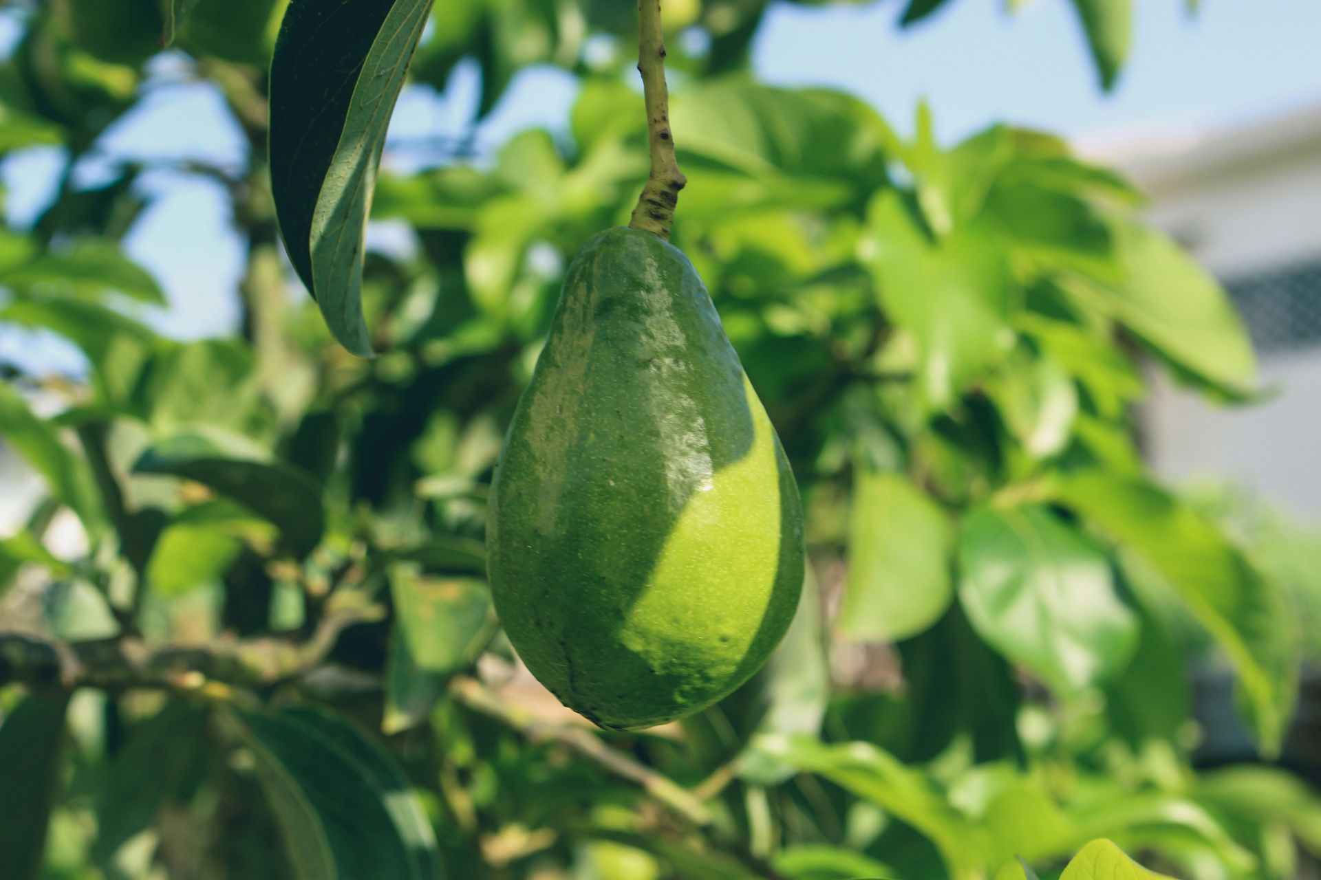 How India fell in love with avocados