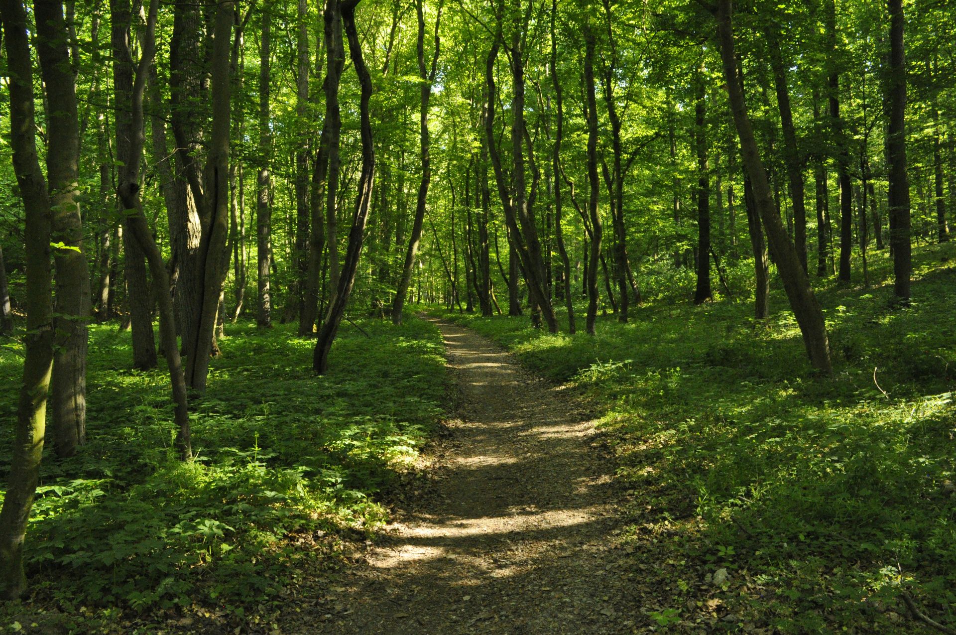 Nature helps you feel better