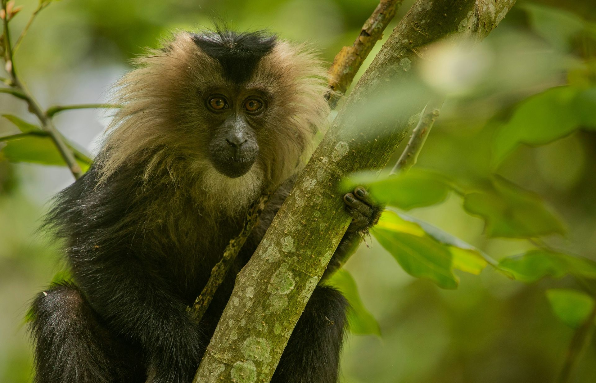 The monkey hidden in the Congo rainforest