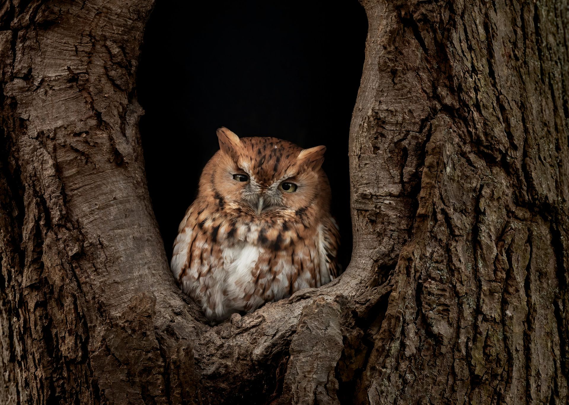 The owl that needed a feather transplant