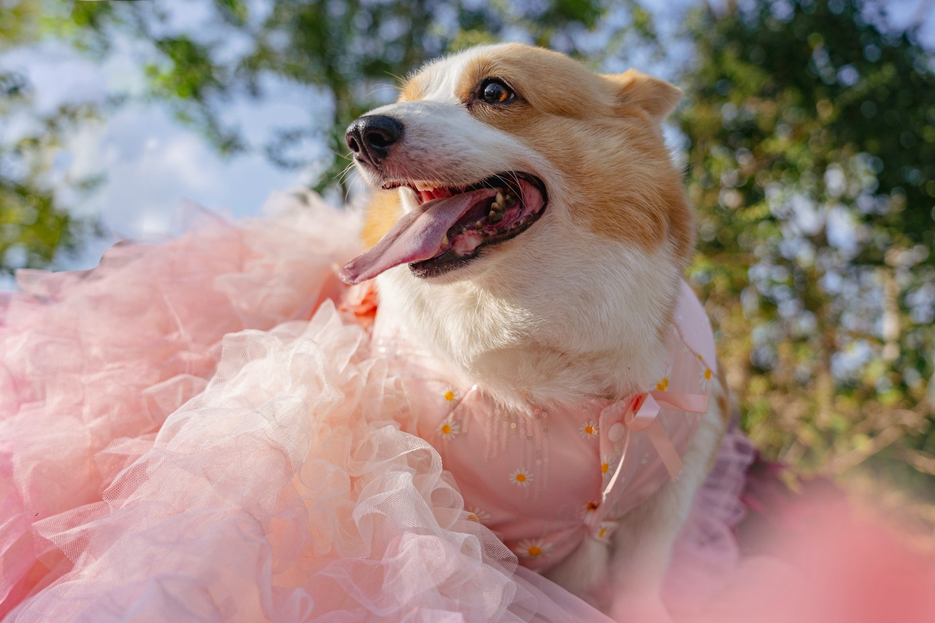 Paris has a Fashion Week for dogs