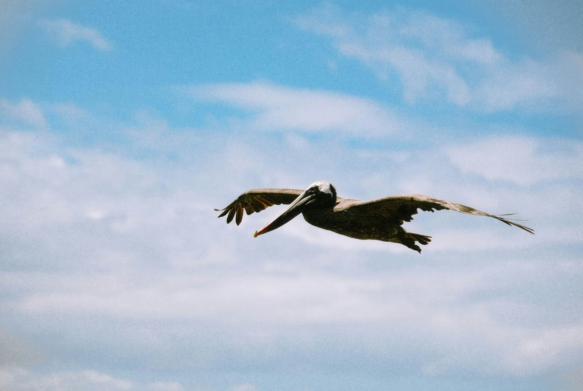 A pelican knocks on the door for help