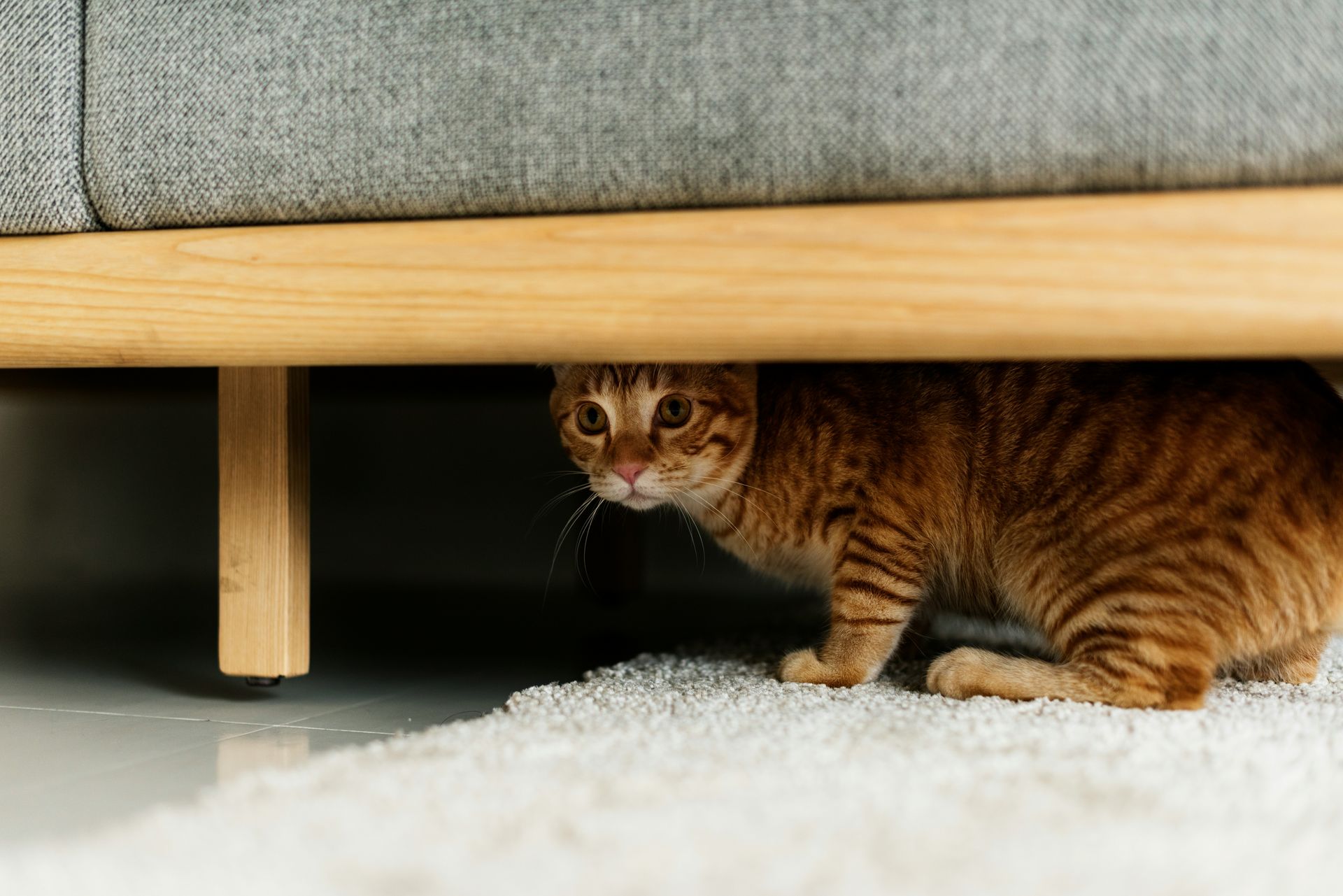 When pets get their own space at home