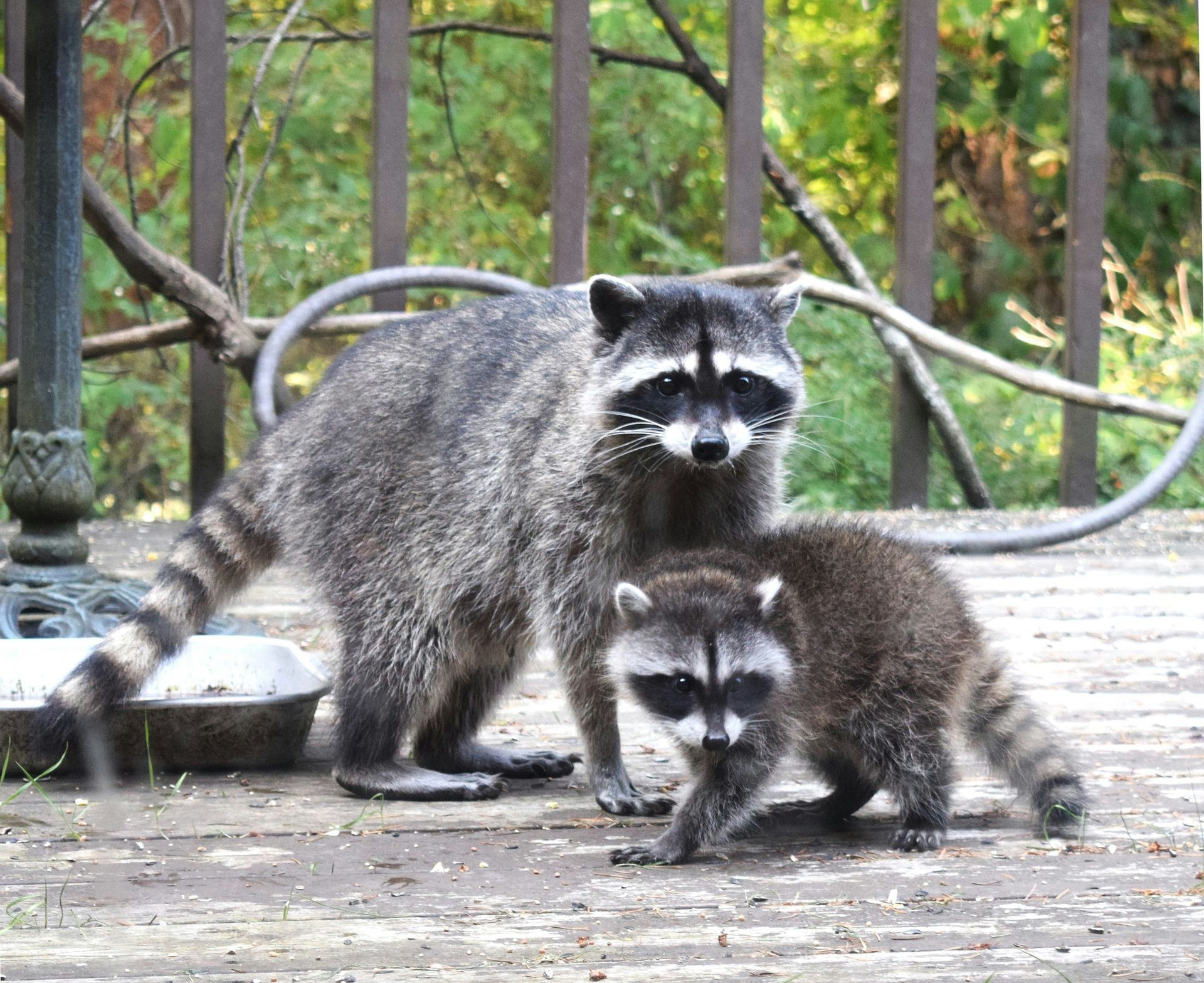 Raccoons in Mexico are making toys