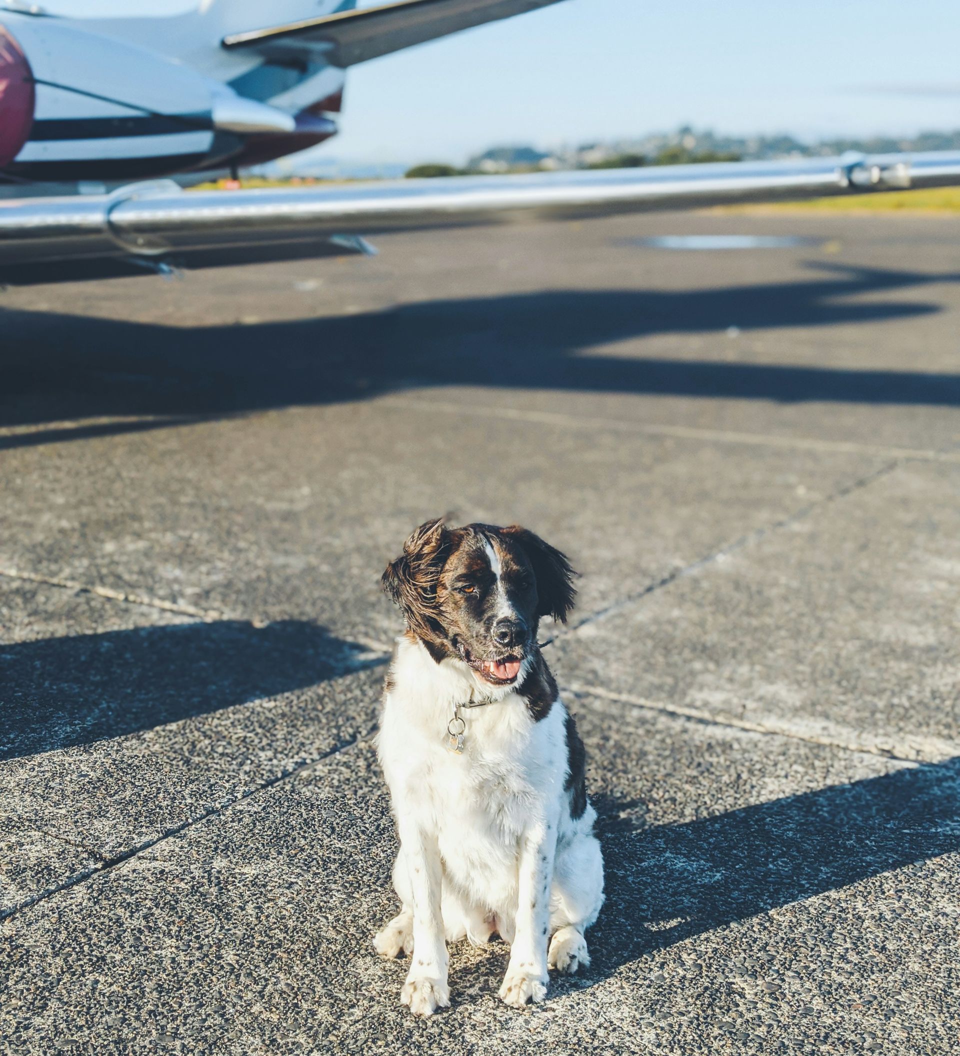 Stray dog goes viral at the airport