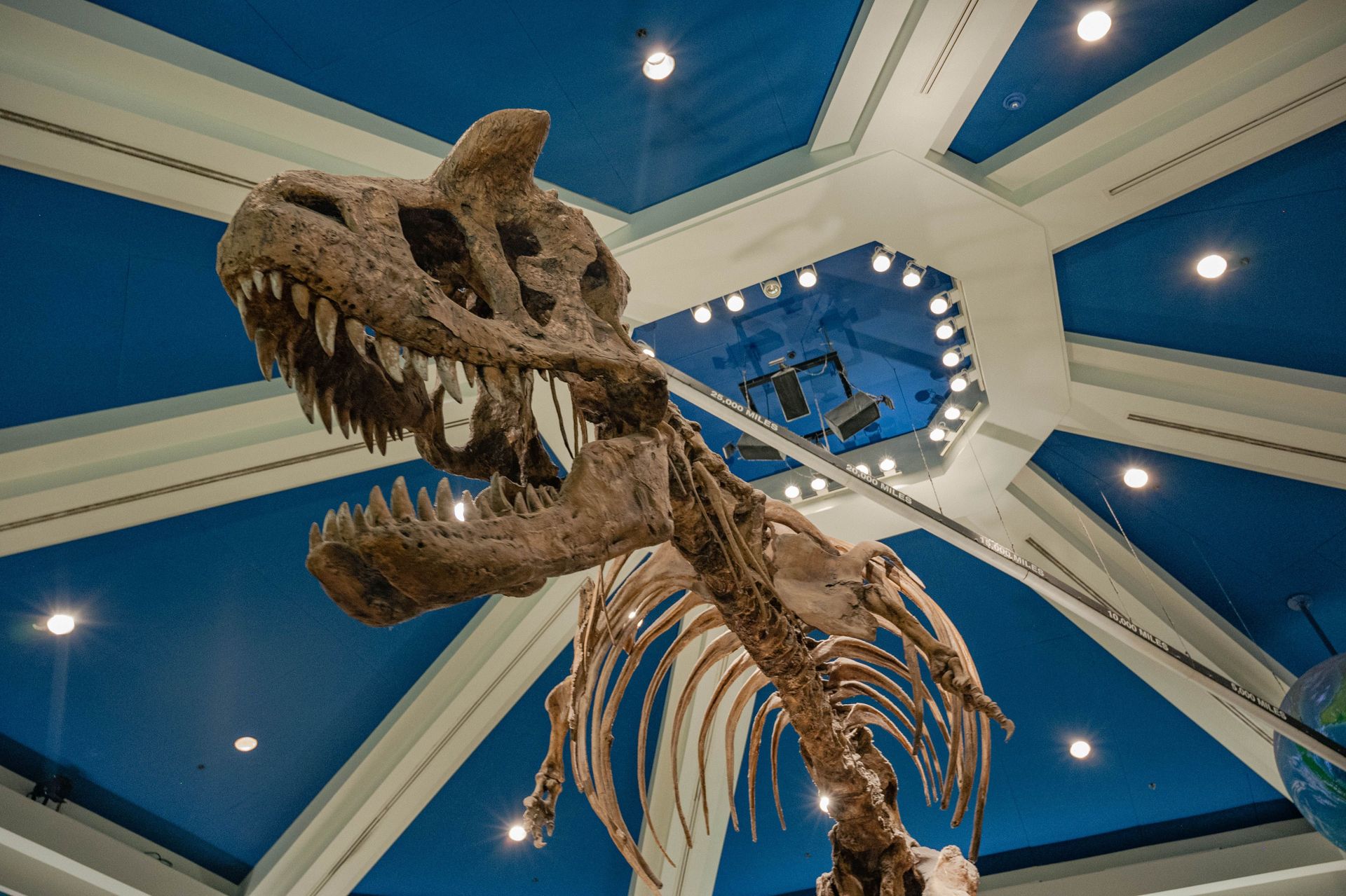 The T. rex that sold for $50 million