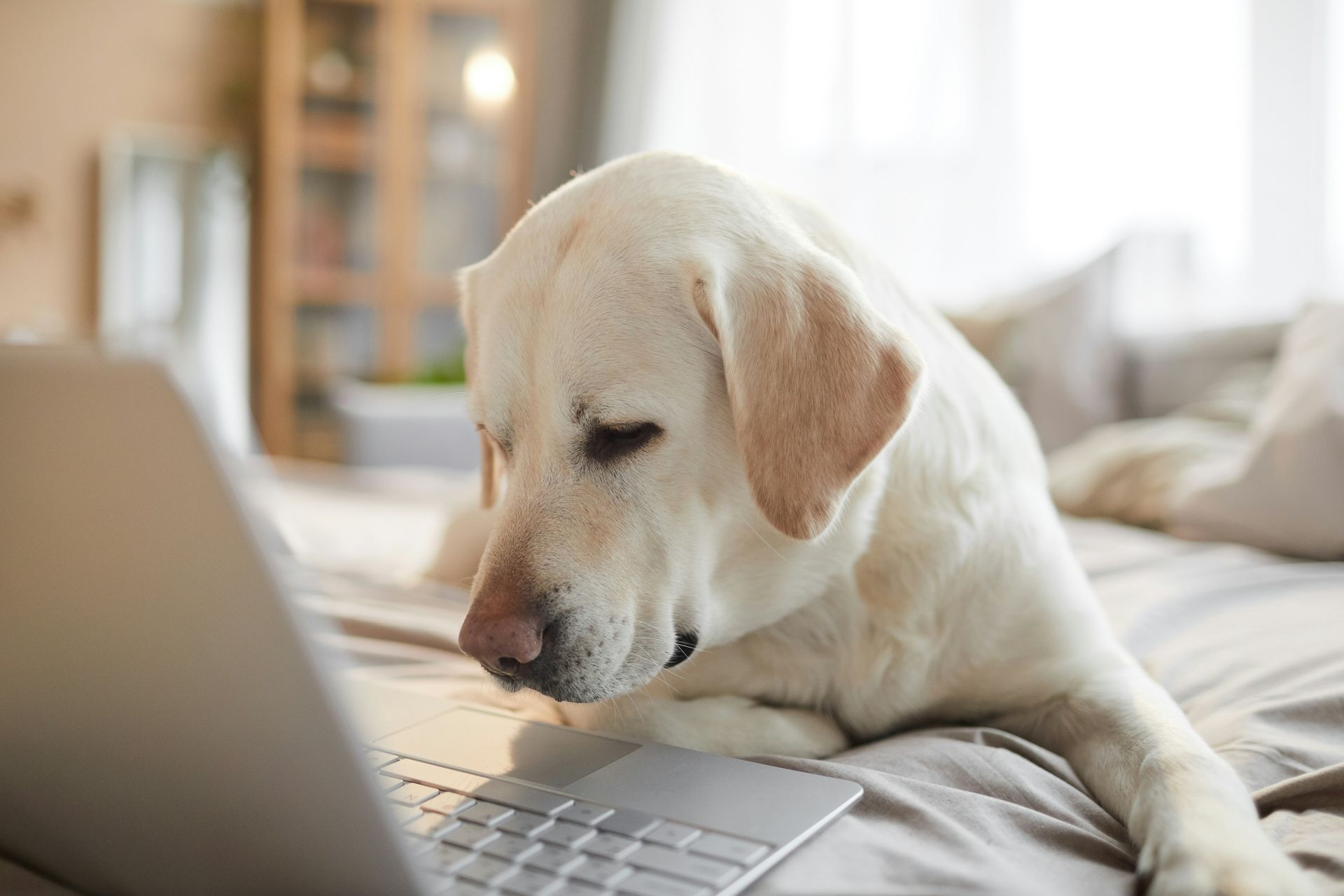 TV shows made just for pets