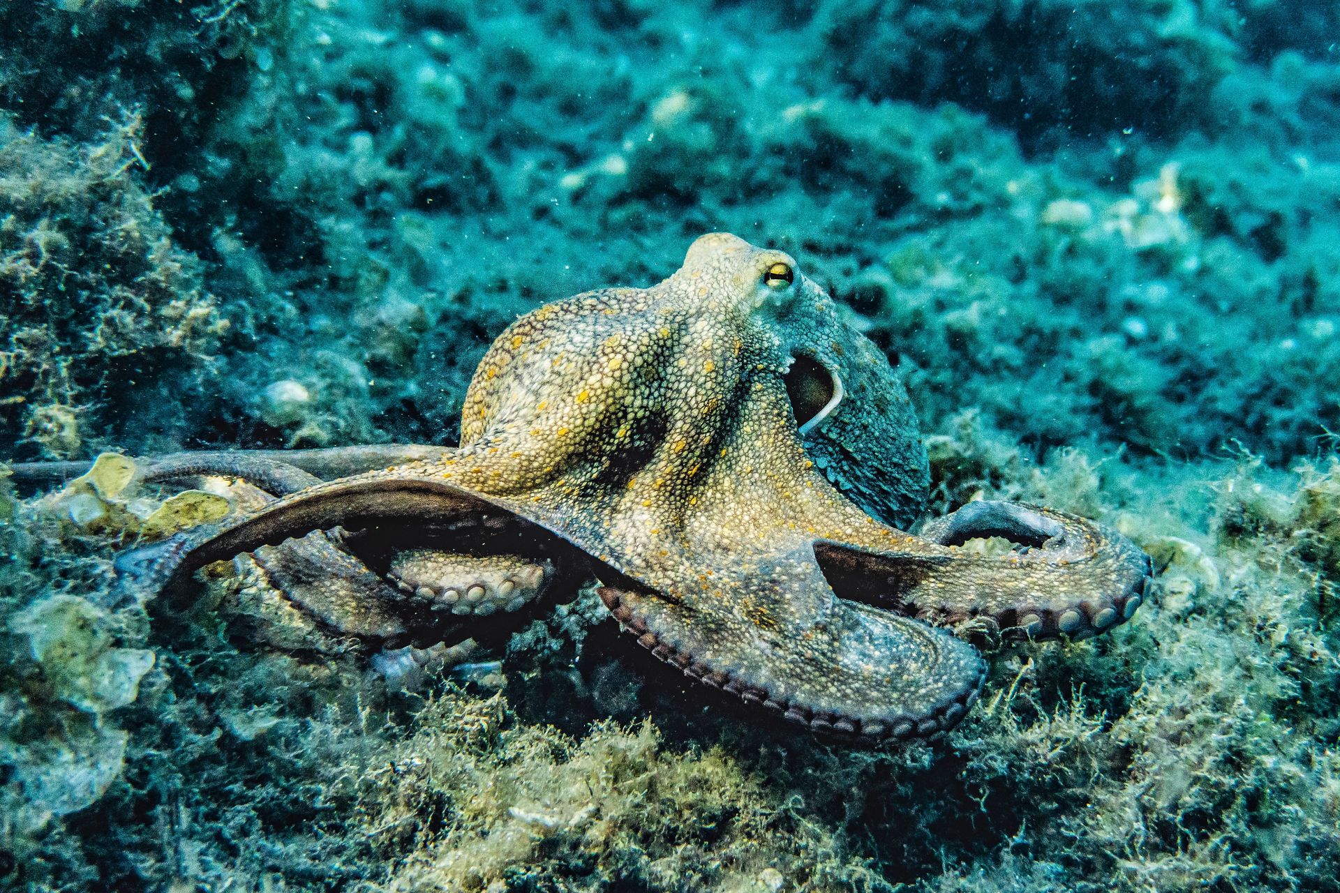 Scientists discovered an underwater octopus nursery