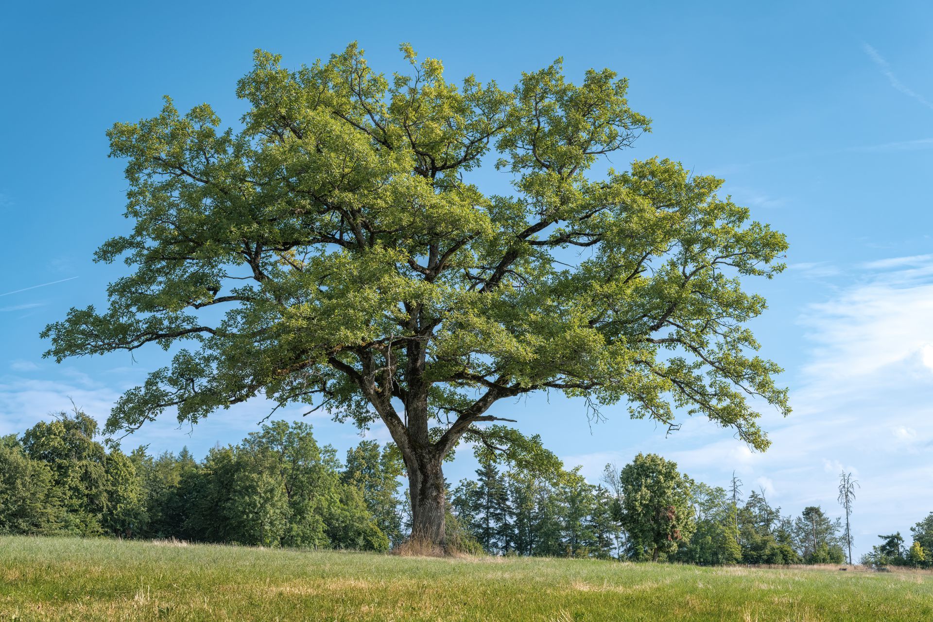 Wealthy homeowners are buying giant trees