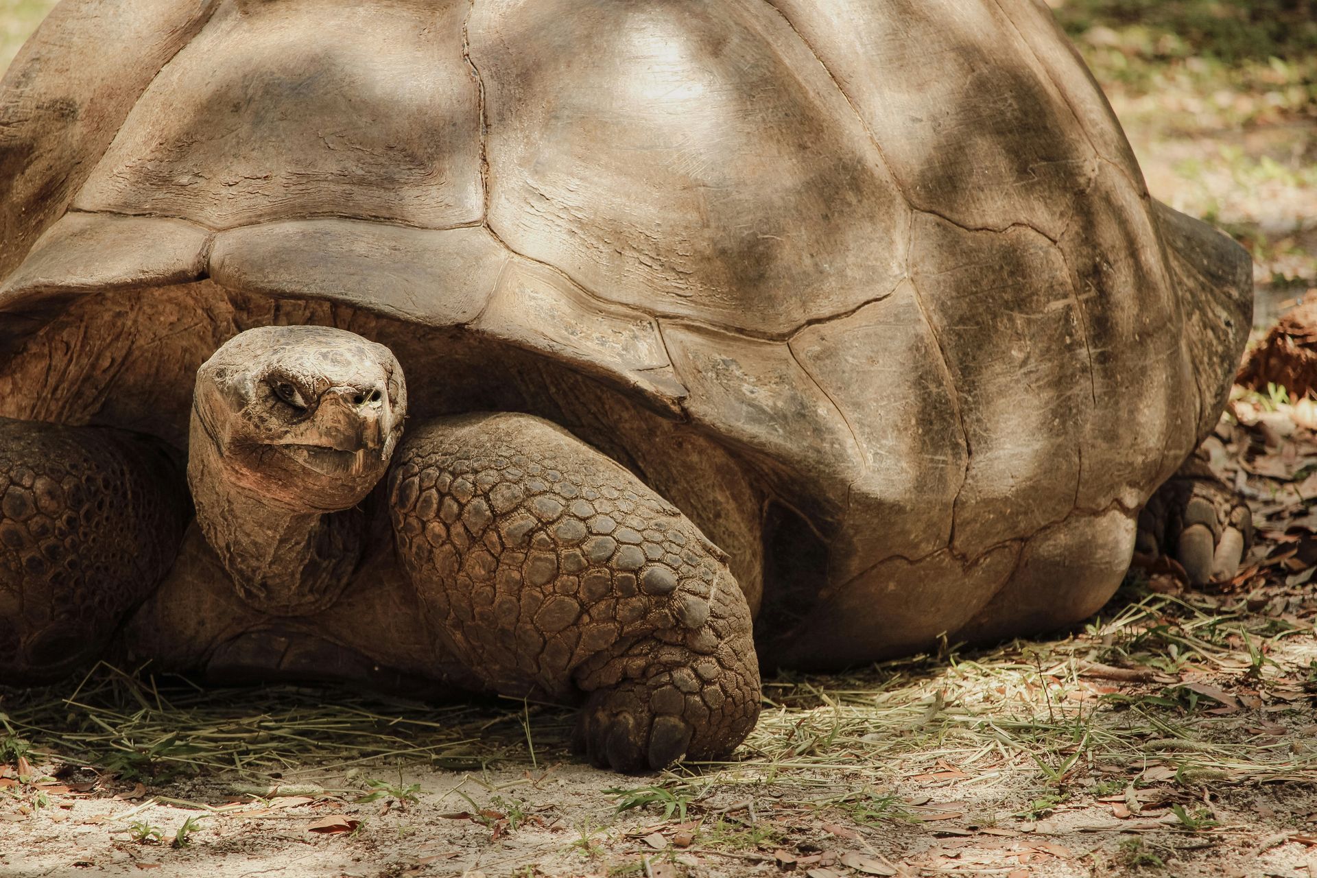 What we learned from a 194-year-old tortoise